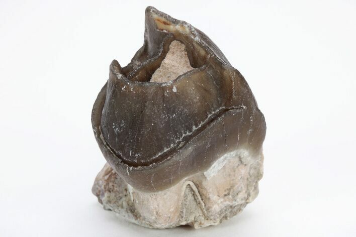 Fossil Running Rhino (Hyracodon) Tooth - South Dakota #216677